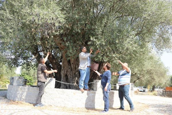 hz-meryemin-diktigine-inanilan-agactan-200-kilo-zeytin-toplanacak-JLzVUUve.jpg