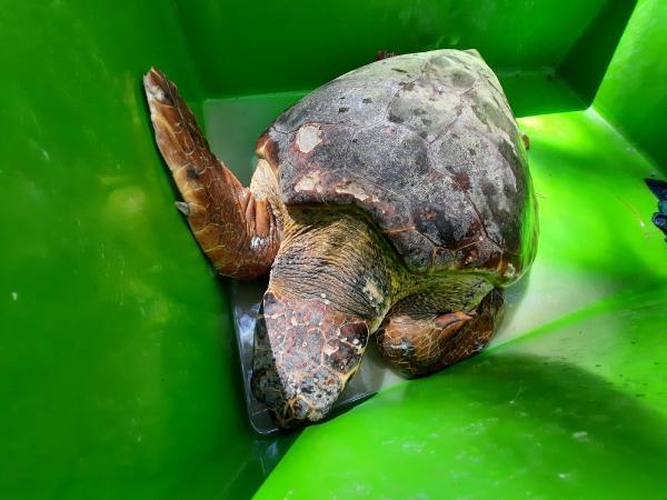 yarali-2-caretta-caretta-tedavi-icin-290-kilometre-mesafedeki-merkeze-goturuldu-GnJQUT2O.jpg