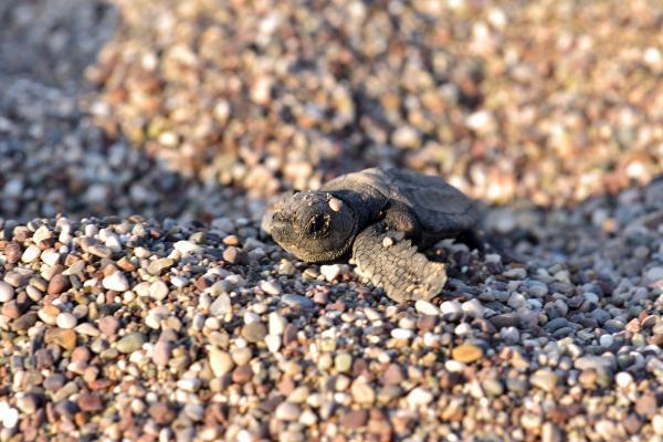 ciralida-3-bin-24-yavru-caretta-caretta-denizle-bulustu-x5KdsDsY.jpg