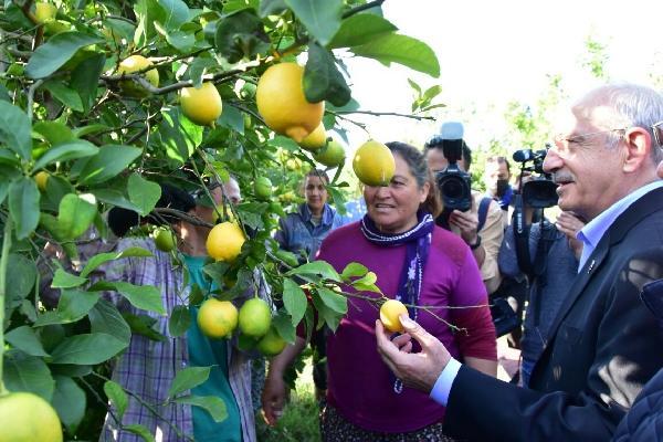 kilicdaroglu-muglada-limon-hasadi-yapti-A8z7r2sG.jpg