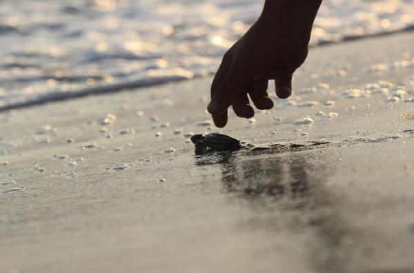 koruma-calismalari-sonuc-verdi-543-bin-704-yavru-caretta-caretta-denizle-bulustu-FeudWep9.jpg