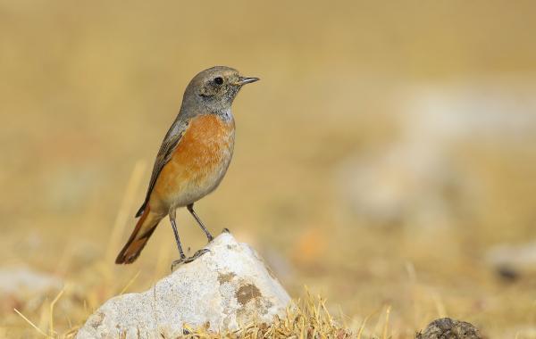 redstart-spotted-while-feeding-in-mardin-AqauSsMR.jpg